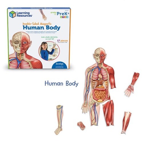 [EDU 6044] 자석 양면 인체모형 Double-Sided Magnetic Human Body